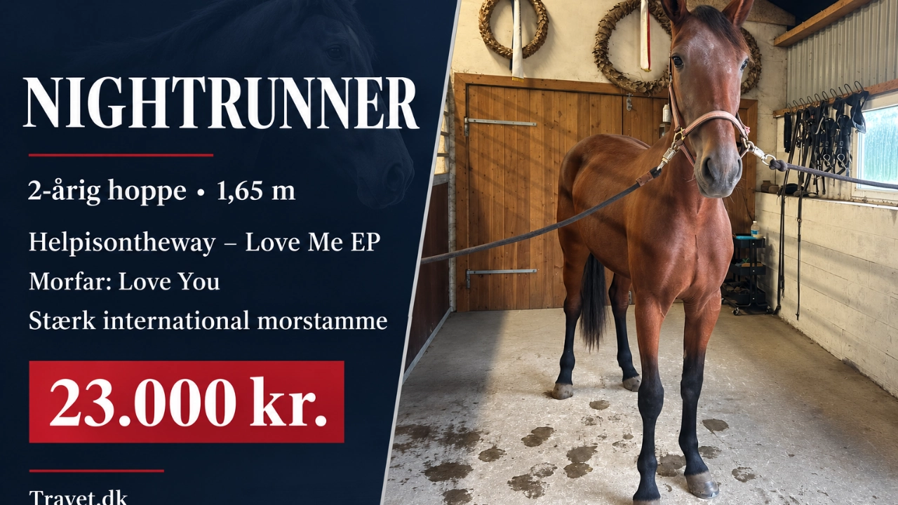 Nightrunner – toaarig travhoppe til salg 1280x720 1