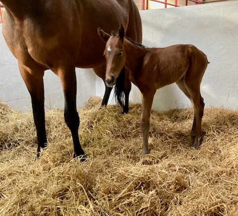 Nyt hoppeføl hos Stutteri Disney 1 (1)