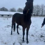 Salgsmenuen: Maggie Cook – En spændende 3-åring med stærke gener 11e473ed-2520-497d-932f-a9b1d0fc1153