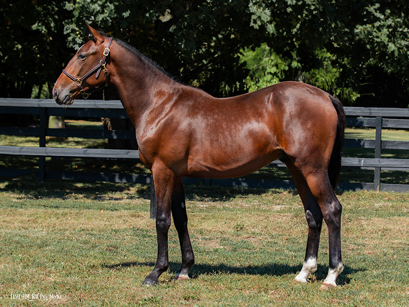 Panamera Racing: Peggy Boko triumferer i Wolvega – Preacherman jagter ny sejr 15_Preacherman_F1-1