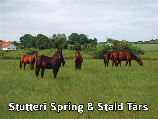 11 banner spring taars