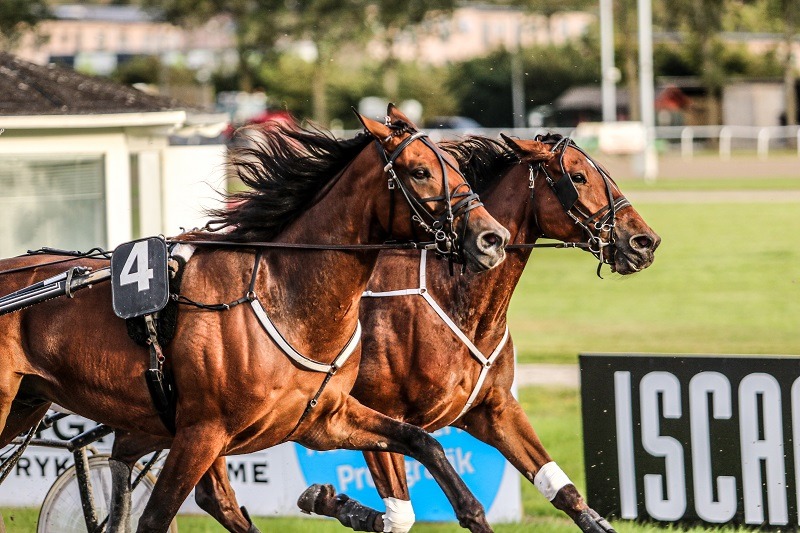 Svensk Travsport opdaterer om EHV-1 Aalborg opløb