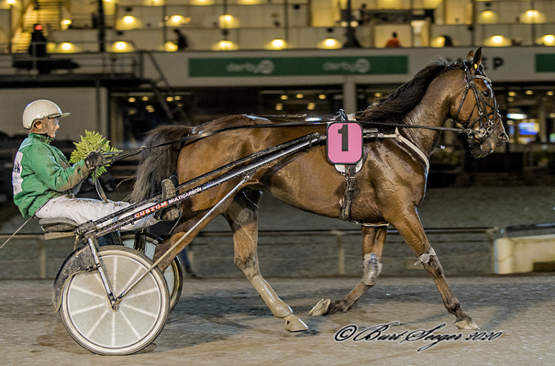 Auktionsindkøb til Sverige DREAM_PERFECT_P3I9835