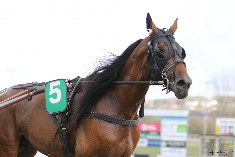 Artikler i den første digitale udgave af Væddeløbsbladet Fireblade