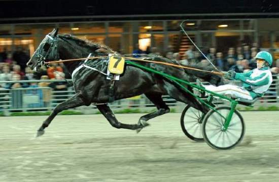 God aften for avlshingst - Udbydes herhjemme pannedemoteur