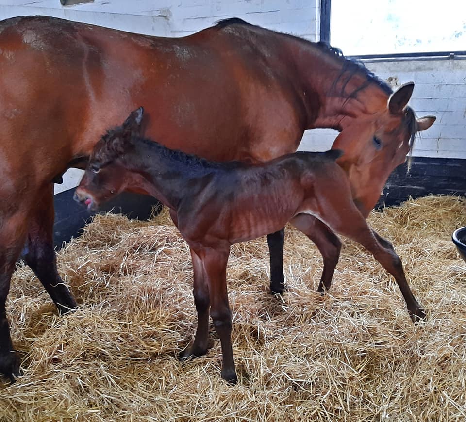 Følnyt hos Stutteri Spring & Stald Tårs 184846038_10219976297301975_8963939320641719563_n