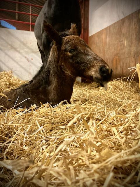 Følnyt - Mange fine heste på morsiden IMG_7153