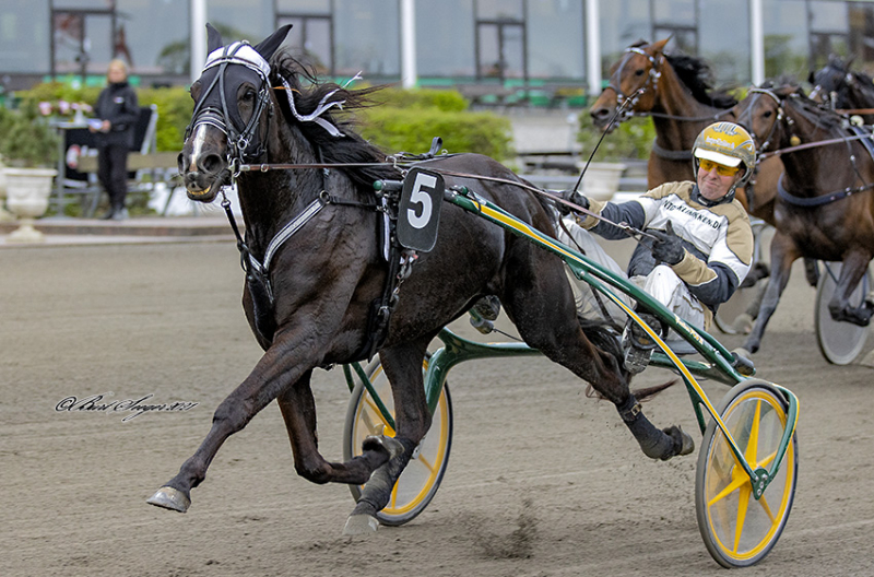 Lars Marcussen sender Maroma Wibb ud i V75-løb MAROMA_WIBB_D2I7940