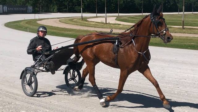 Salgsmenuen - Aktive søger heste 197356350_525679841957743_136960650173590821_n