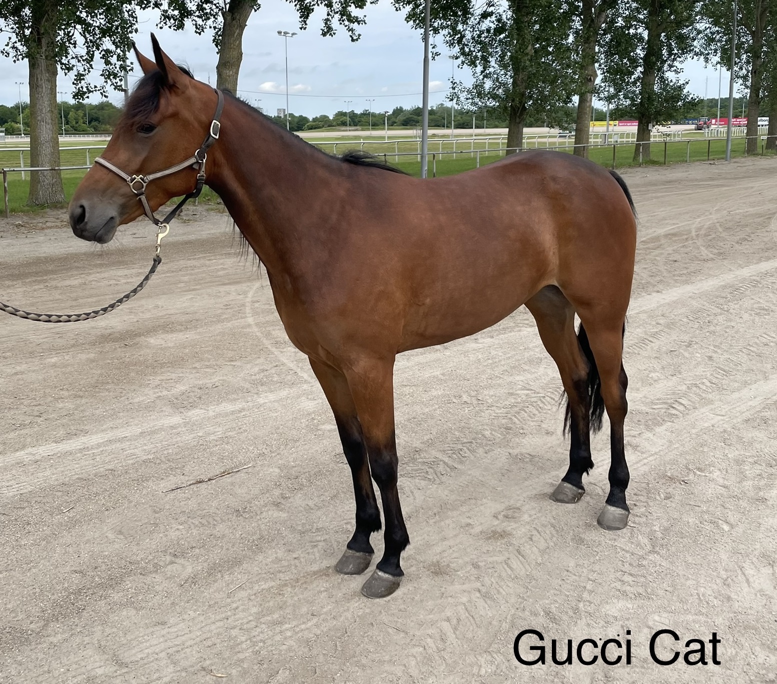 Gucci Cat - Udbydes 2