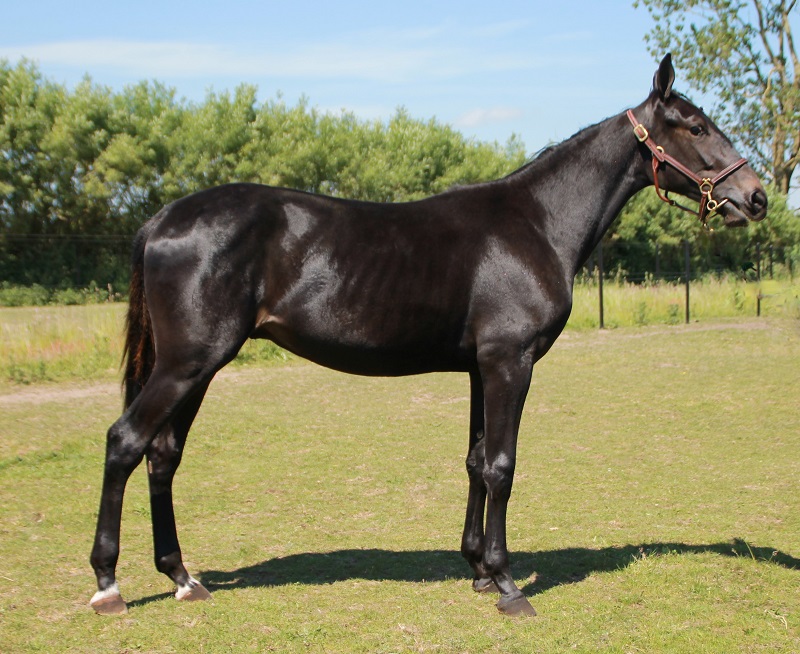 Salgsmenuen - De nye heste er lagt op IMG_5819