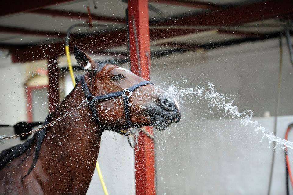 Fra DTC - Hestehold skal registreres i Det Centrale Husdyrbrugsregister (CHR) hest i bad1