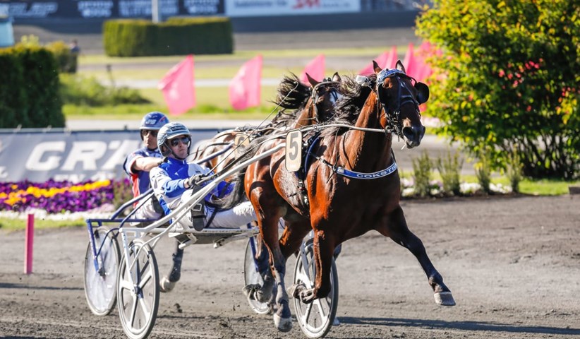 Endnu en hest klar til Hugo Åbergs Memorial Cokstile_2020