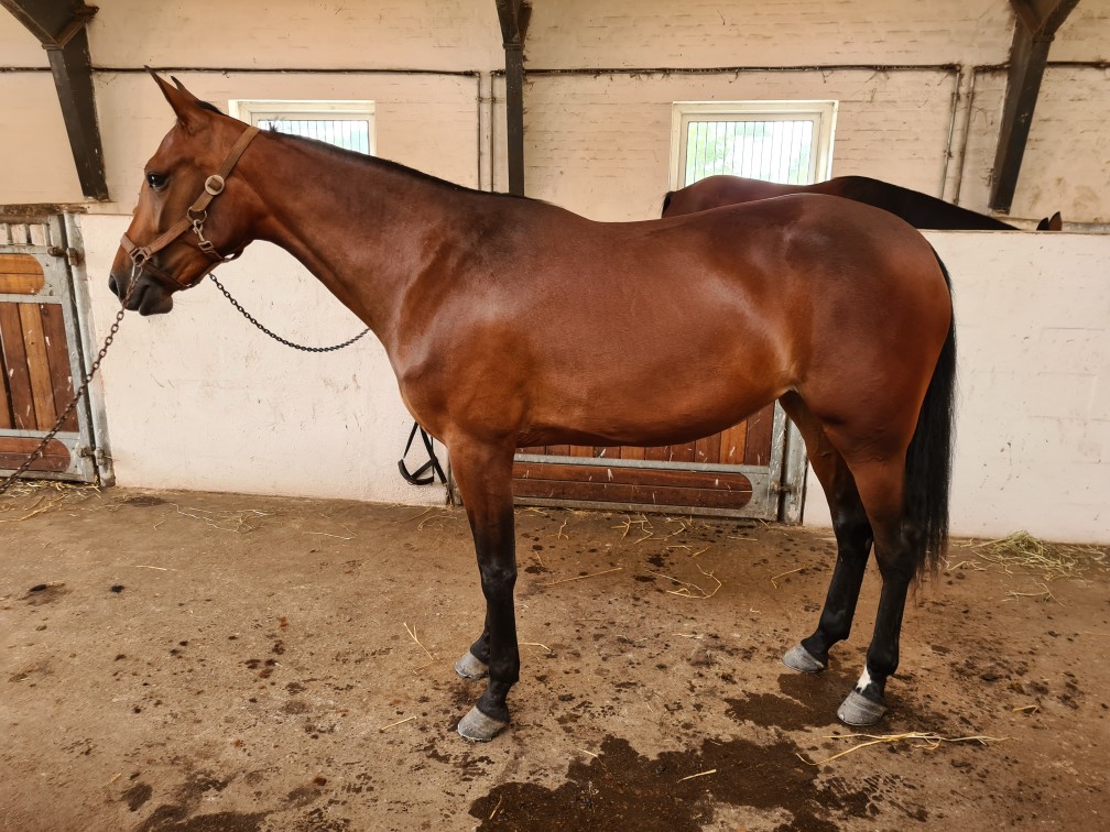 Salgsmenuen – Endnu en hest formidlet videre 237213038_356354046183645_8727201291426519324_n