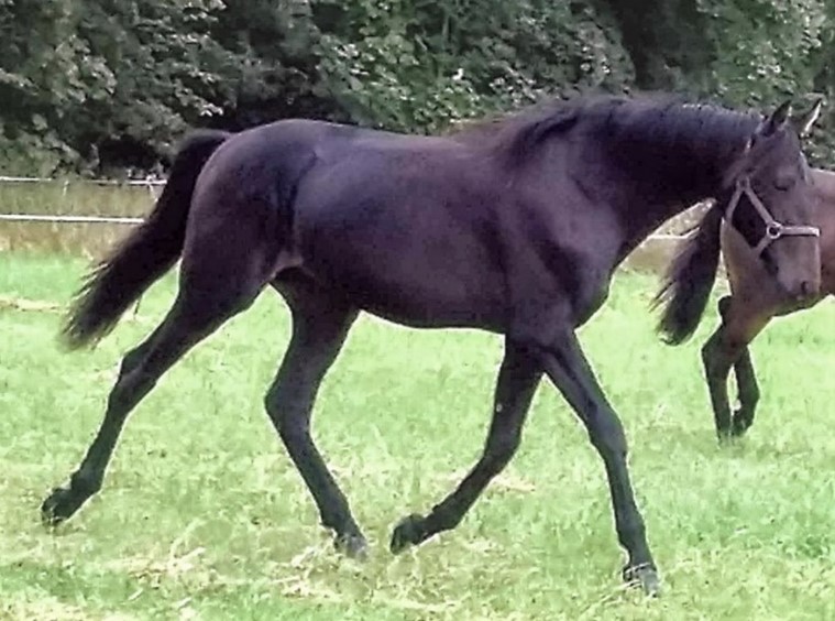 Blog - Mange følelser i spil i dag Billede1 (1)