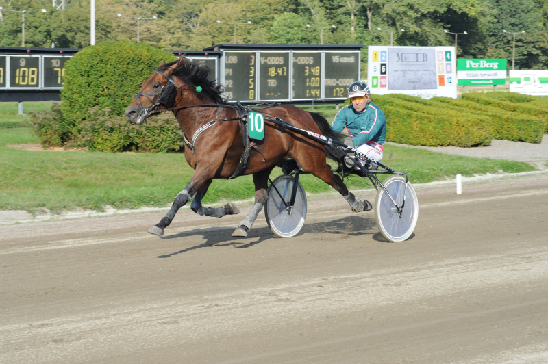 Efter salg - Skal være familiehest Damse p d