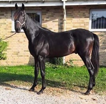 Potentiel tophest udbydes 2