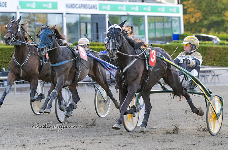 Sådan starter danskerne på Halmstad MAROMA_WIBB_S2_9913