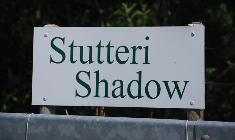 Stutteri Shadow