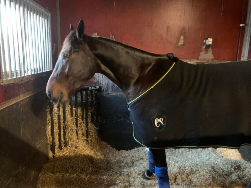 Danskejet hest til finalen i Sprintermesteren djuse 2