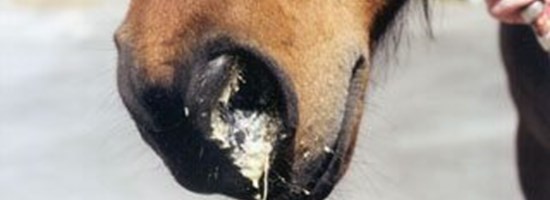 DTC - Udbrud af herpesvirus kvaerke-gulligt-flaad-snot-hestesygdom