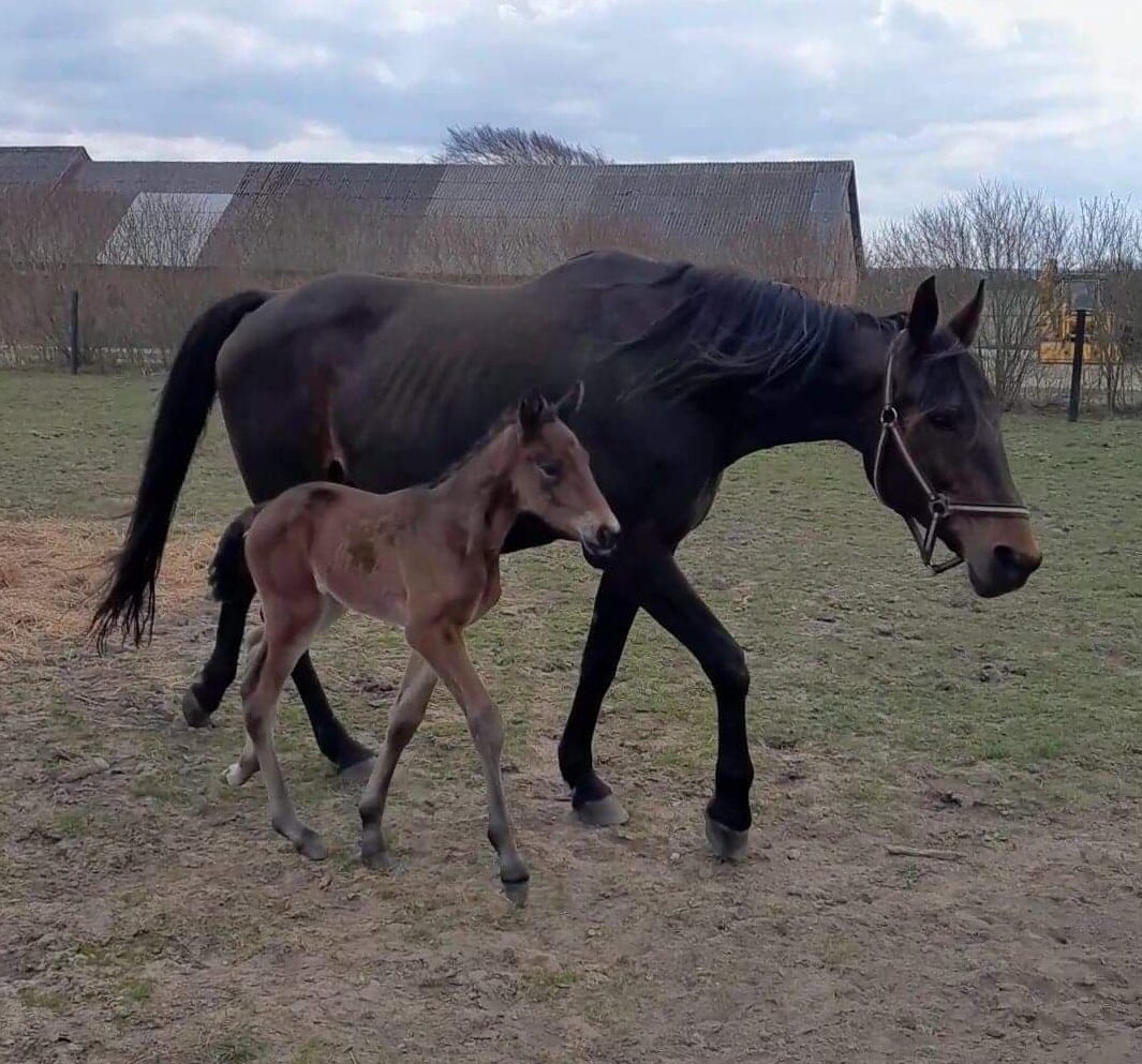Føl hos Mads P Dyhrberg 1