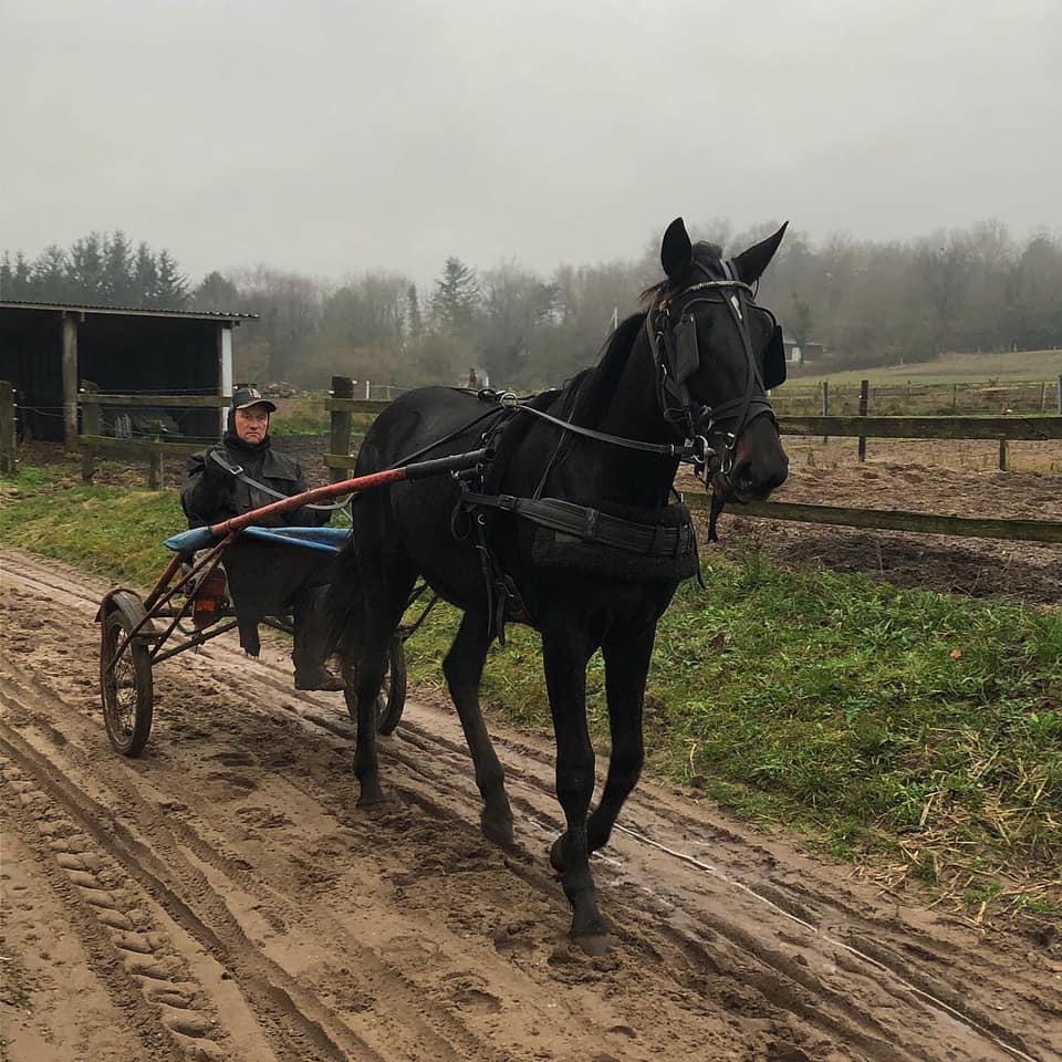 Svensker har været hesteejer i mere end 30 år i Danmark 128648683_3995144780504437_3189399217263321919_n