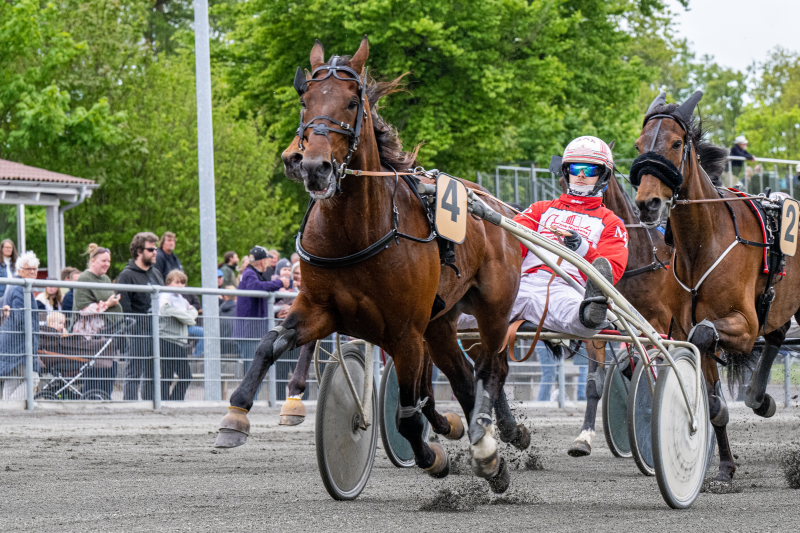 Derbyvinder med afkomssejr Stand_And_Deliver_med_Mads_Petersen_22_maj_2022_Fotograf_Torben_Ager_Travfoto_Bornholm_TKA_8219