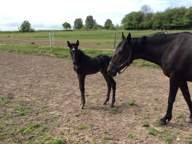 foel hos Mikkel Stub e1653947751709