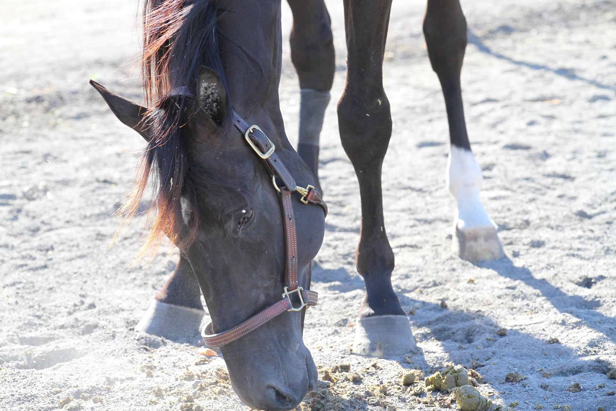 Udland - Et års udelukkelse Hest