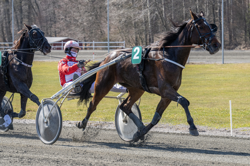 Auktion – Tilmeldingsdeadline i dag Chef_M_M_med_Mads_Petersen_9_april_2022_Fotograf_Torben_Ager_Travfoto_Bornholm__TKA3641