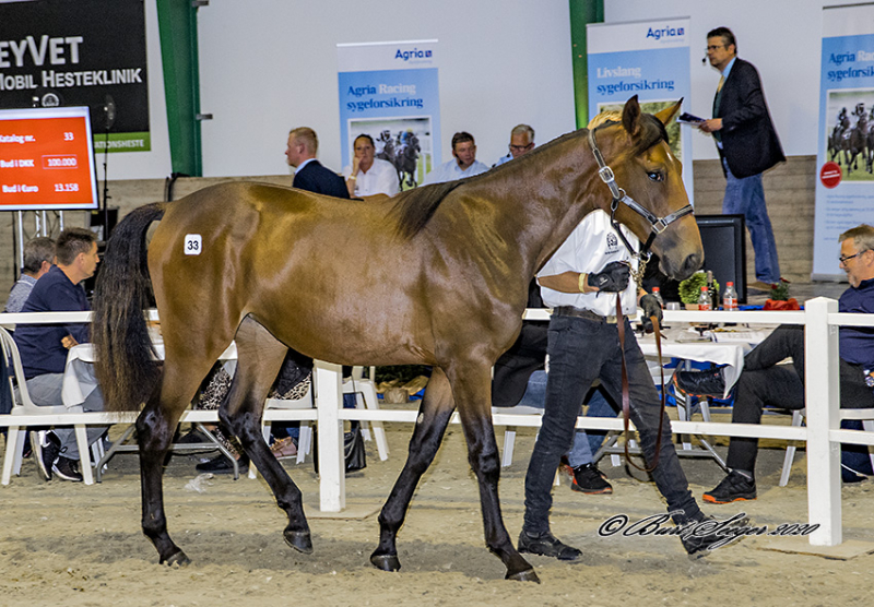 2023 Lexington Selected Yearling Sale Travet.dk