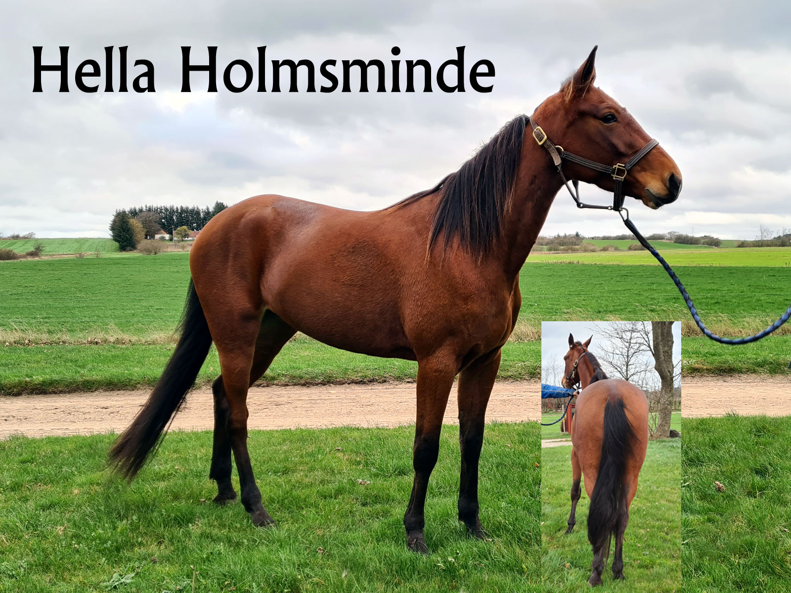 Salgsmenuen - Lidt for enhver Hella-Holmsminde