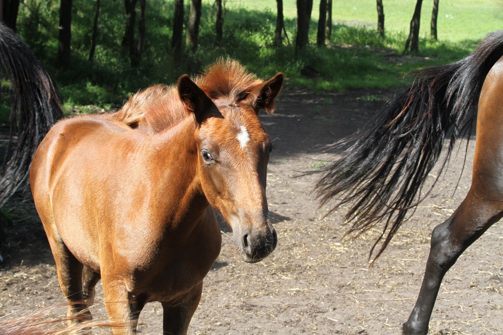 Sverige - Nedgang i bedækningstallet føl