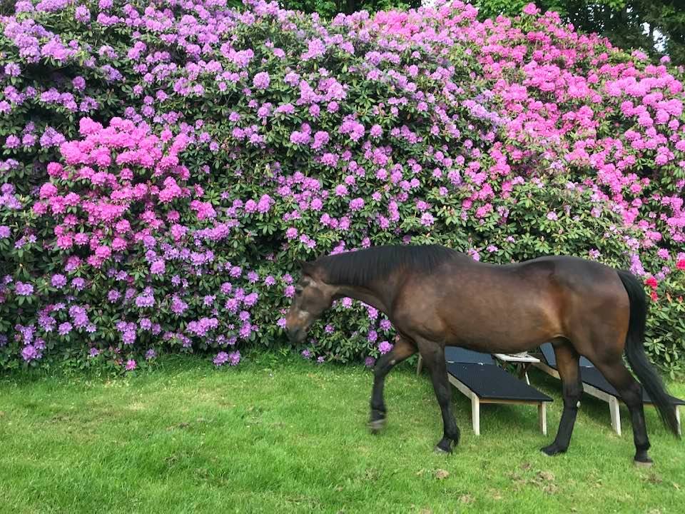 Tilbageblik - Den er Danmarks ældste nulevende travhest Rex Made Danmarks ældste travhest janaur 2023