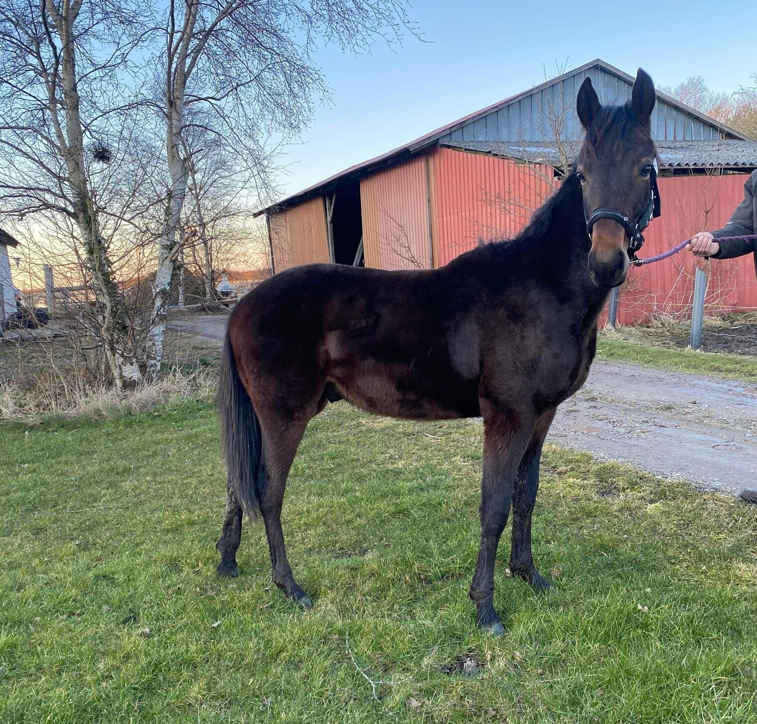 Tre heste formidlet på fem dage 336441782_954442385568953_3036509079112595040_n