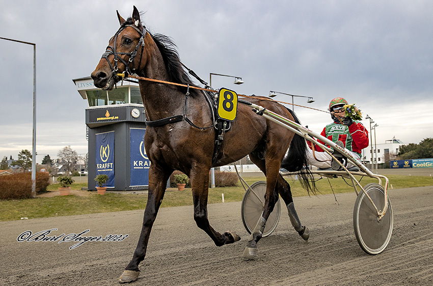 Jigger deltager i svensk avlsvurdering Trav Charlottenlund