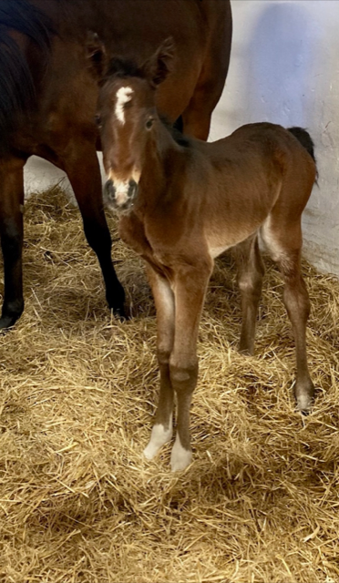 Sotto – Team Nørbak med hingsteføl. Skærmbillede 2023-03-01 kl. 8.27.07 AM