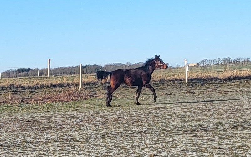 Fra 15.000 til 10.000 kr. føl