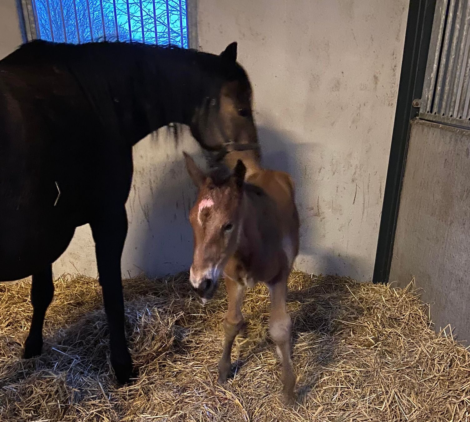 Propulsion føl hos Stutteri Shadow 123