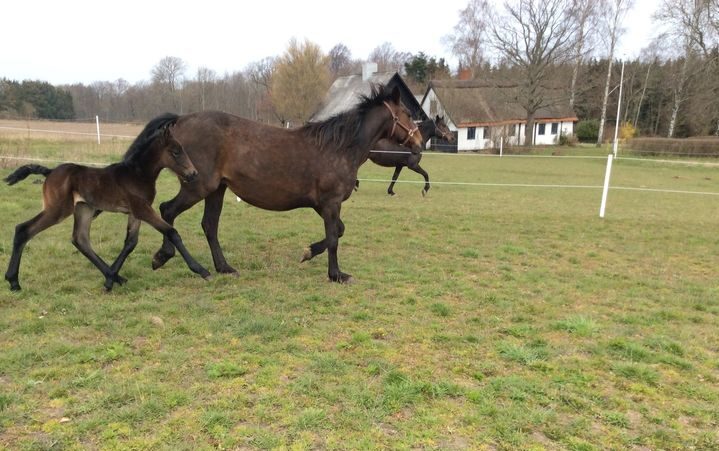 Følnyt hos Mikkel Stub mIKKEL