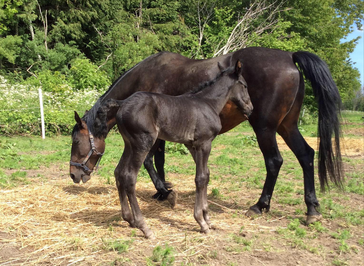 Hingsteføl hos Mikkel Stub Hingstefol-Stub