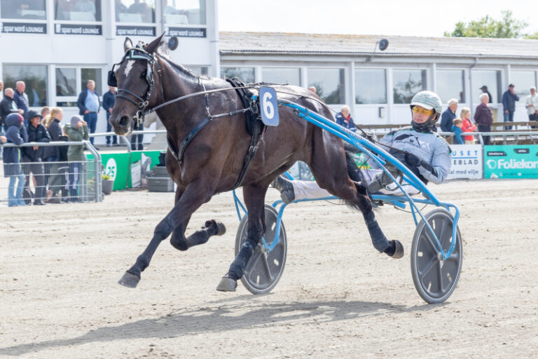 Senator Flax 2