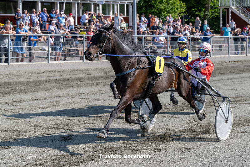 Tvingens King med Mads Petersen Bornholms Brand Park 14 juni 2023 Fotograf Torben Ager Travfoto Bornholm TKA 7406