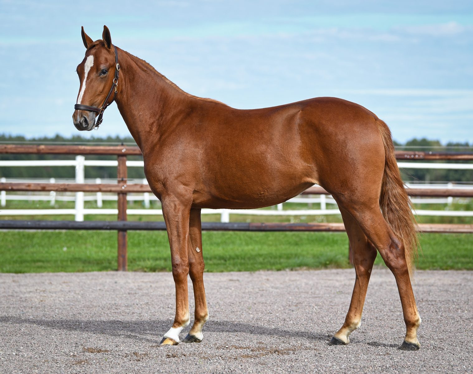 Kostede 460.000 SEK på auktion - Debut i dag space-tile-upp-728-1519x1200