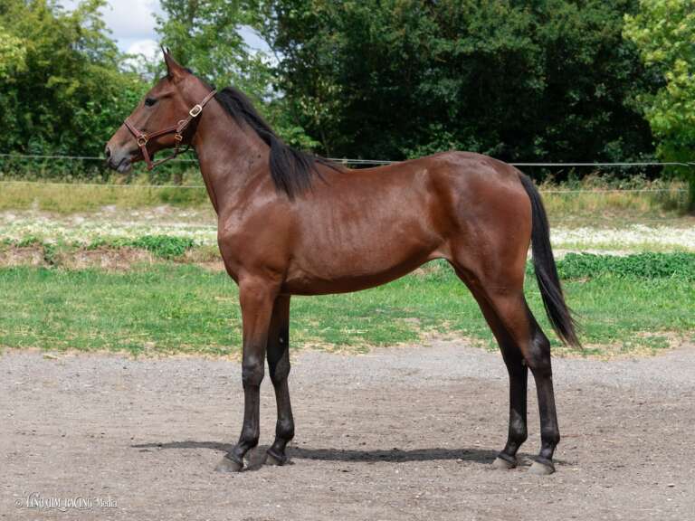 Den bør være interessant 41_LightspeedGarbo_F1-768x576