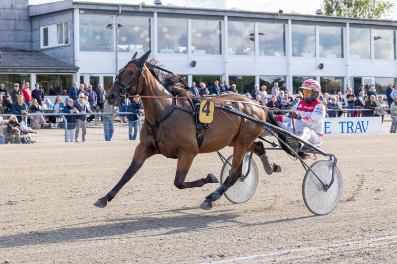 Cambo Bahia - Første afkomssejr i Danmark aveve