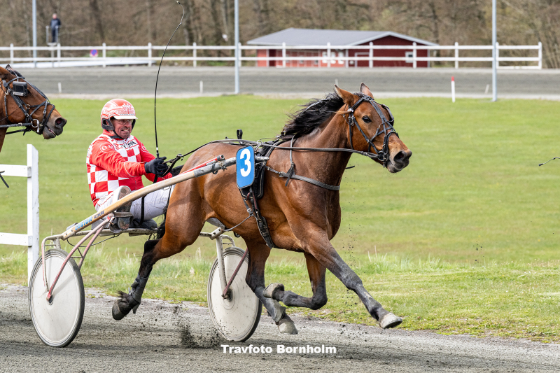 Freja Blåbjerg - Udbydes billigt Freja_Bla_bjerg_med_Ole_M_ller_Bornholms_Brand_Park_29_april_2023_Fotograf_Torben_Ager_Travfoto_Bornholm_TKA_3553
