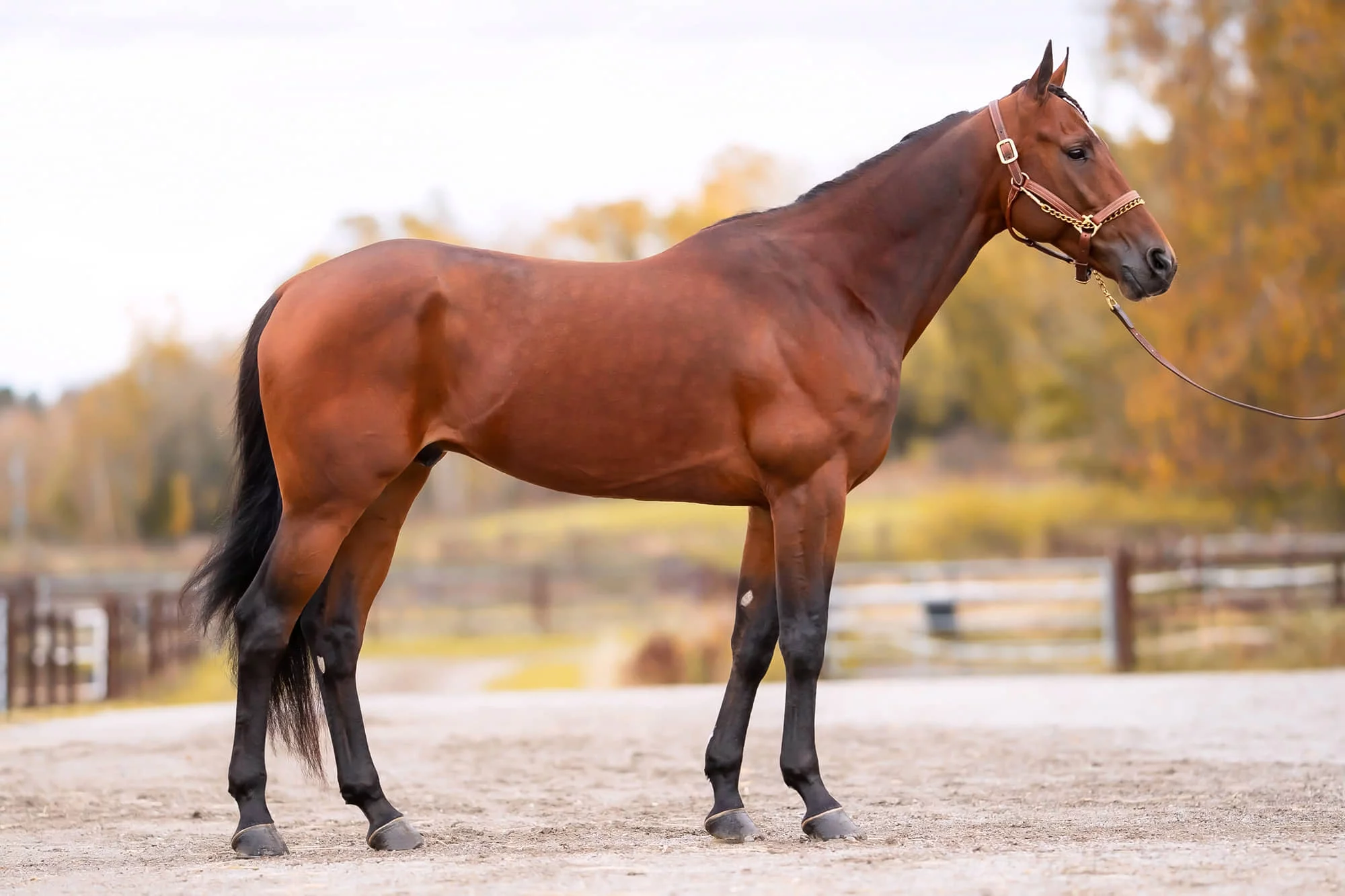 Calgary Games b3394804