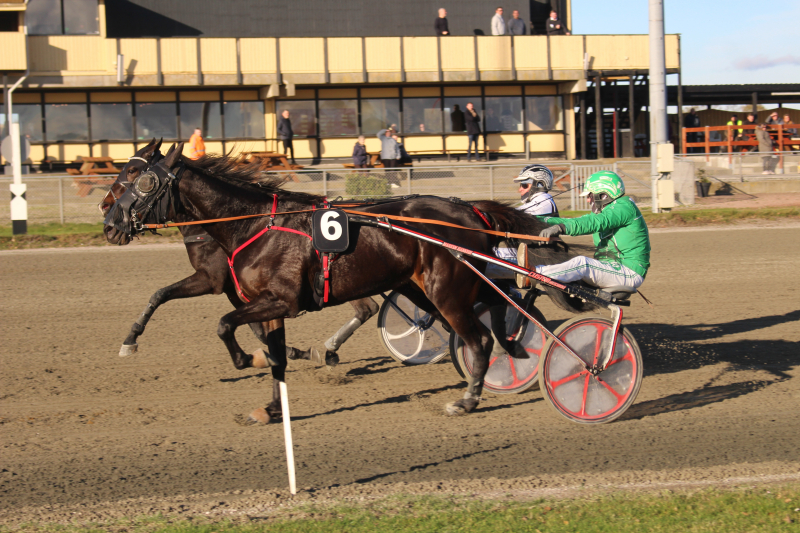 Ny hest til salg Irony_Dilli_231118